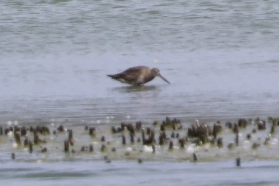 Hudsonian Godwit - ML641527535