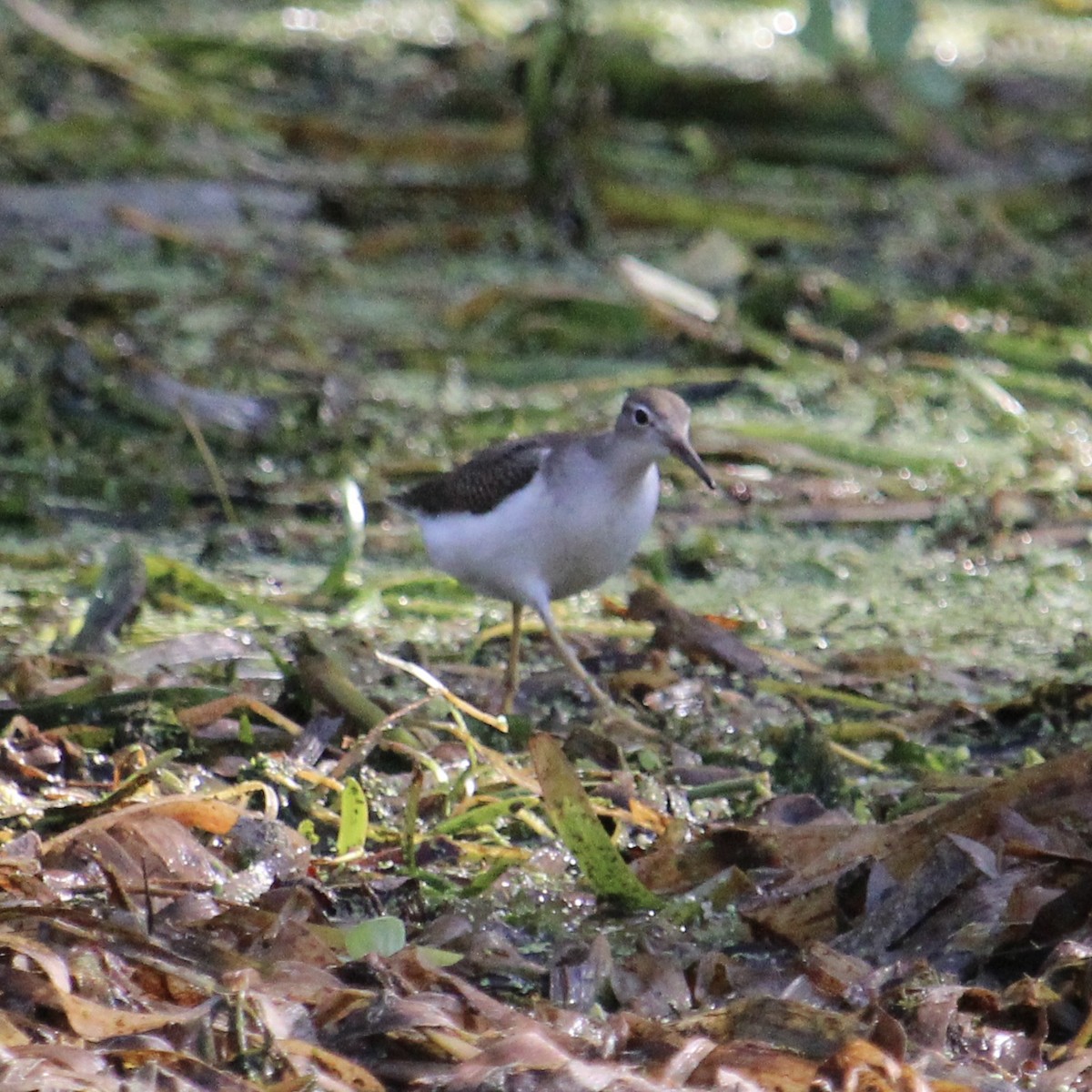 Drosseluferläufer - ML641527556