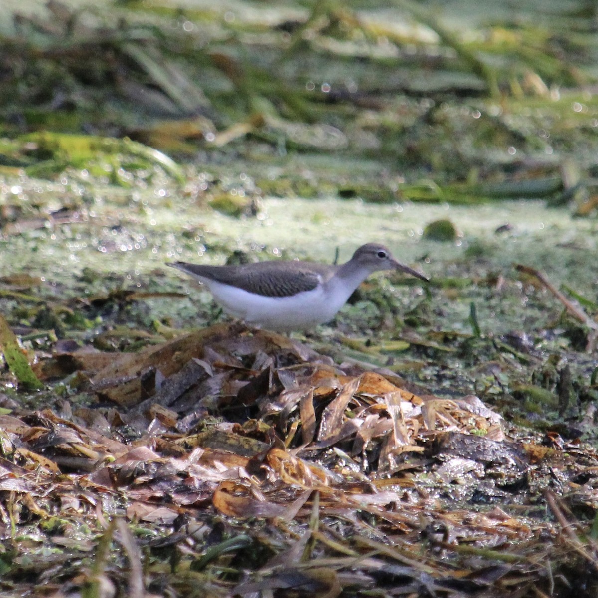 Drosseluferläufer - ML641527557