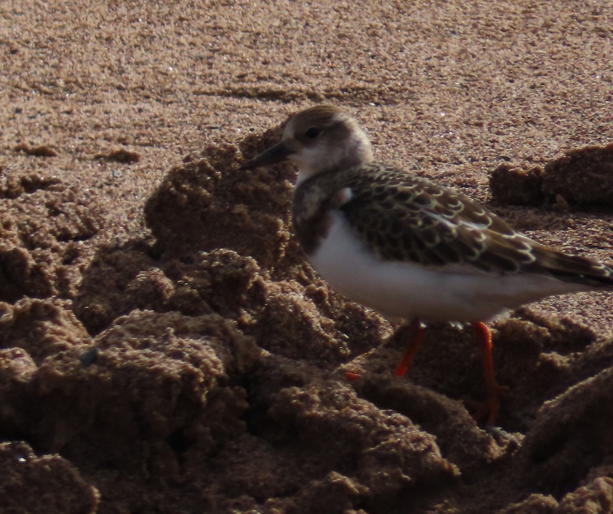 Алаг хайргач - ML641527589