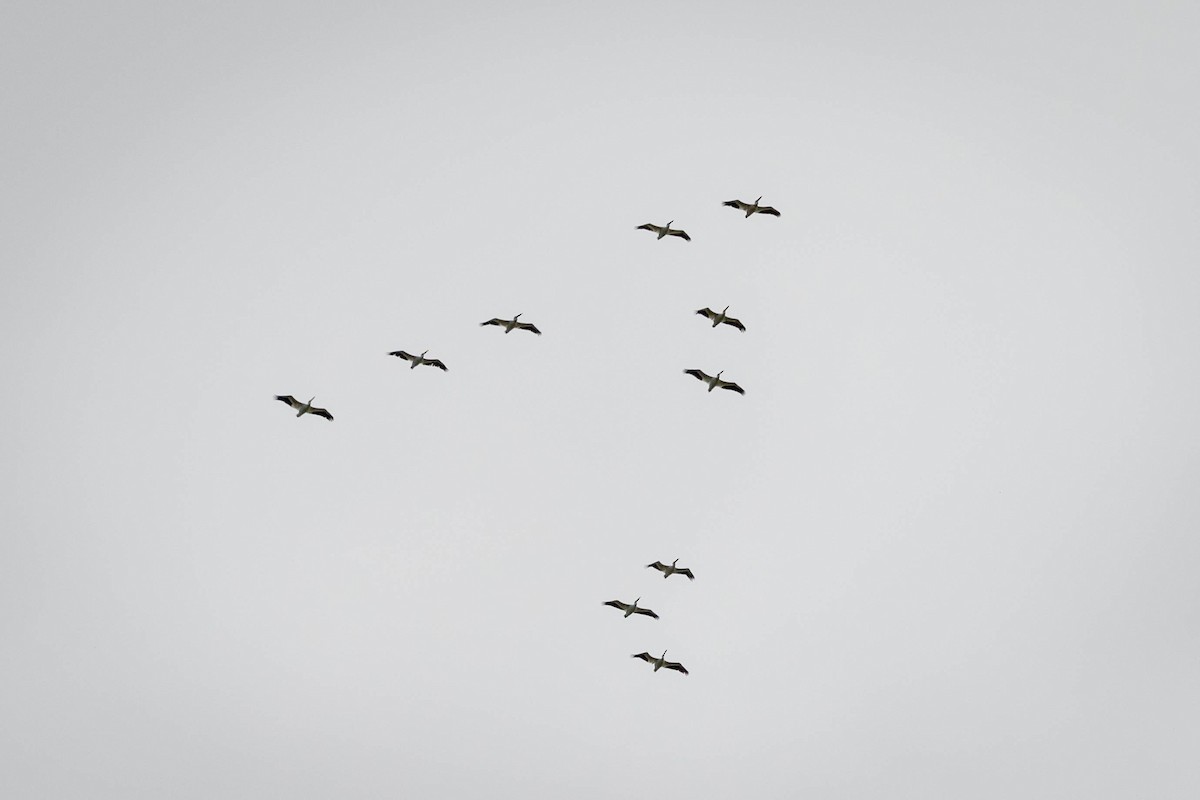 American White Pelican - ML641527629