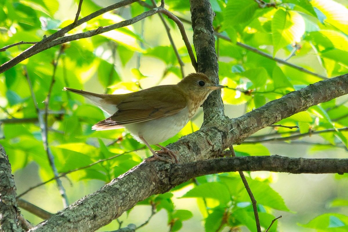 Veery - ML641527635