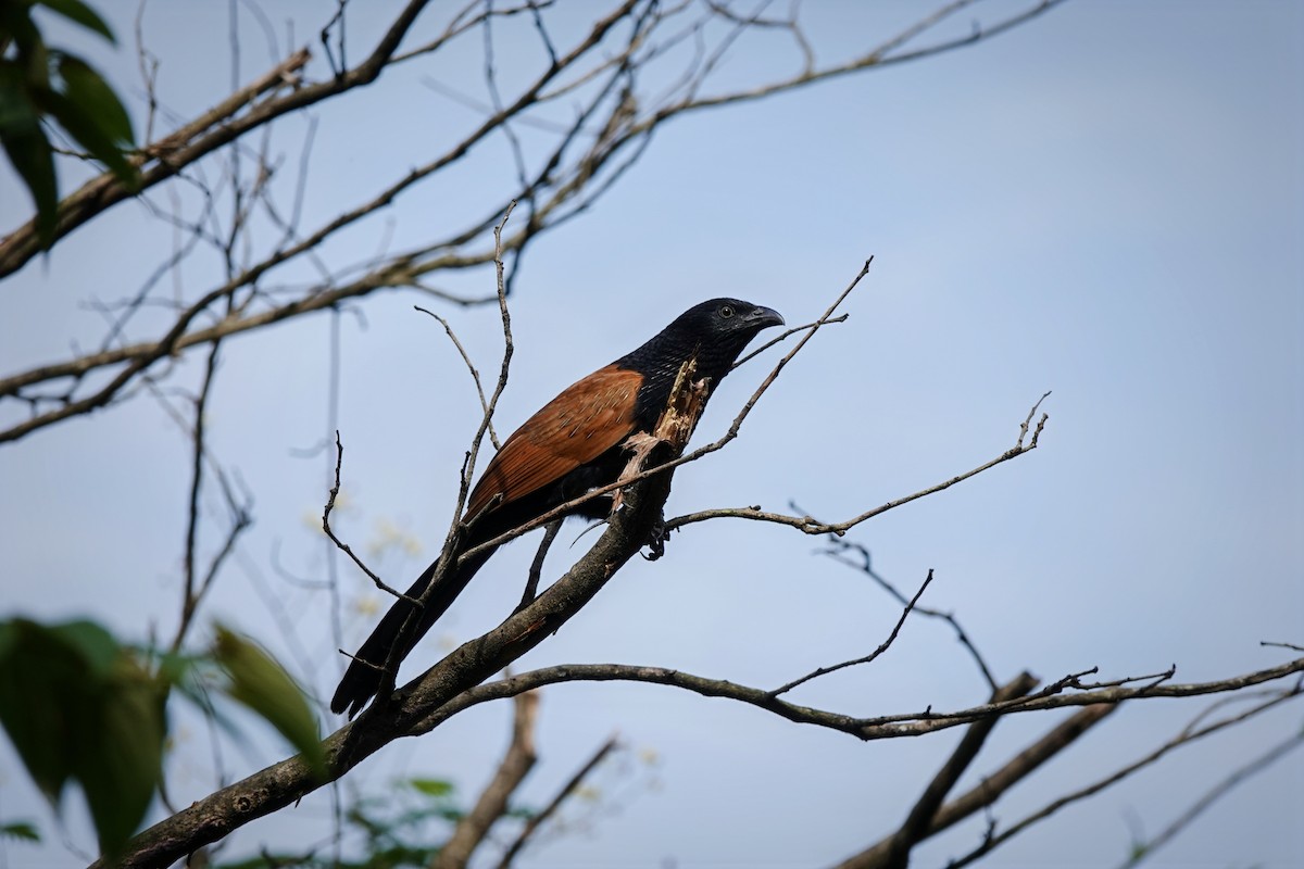 Lesser Coucal - ML641527637