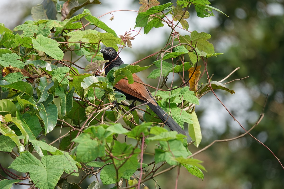 Lesser Coucal - ML641527638