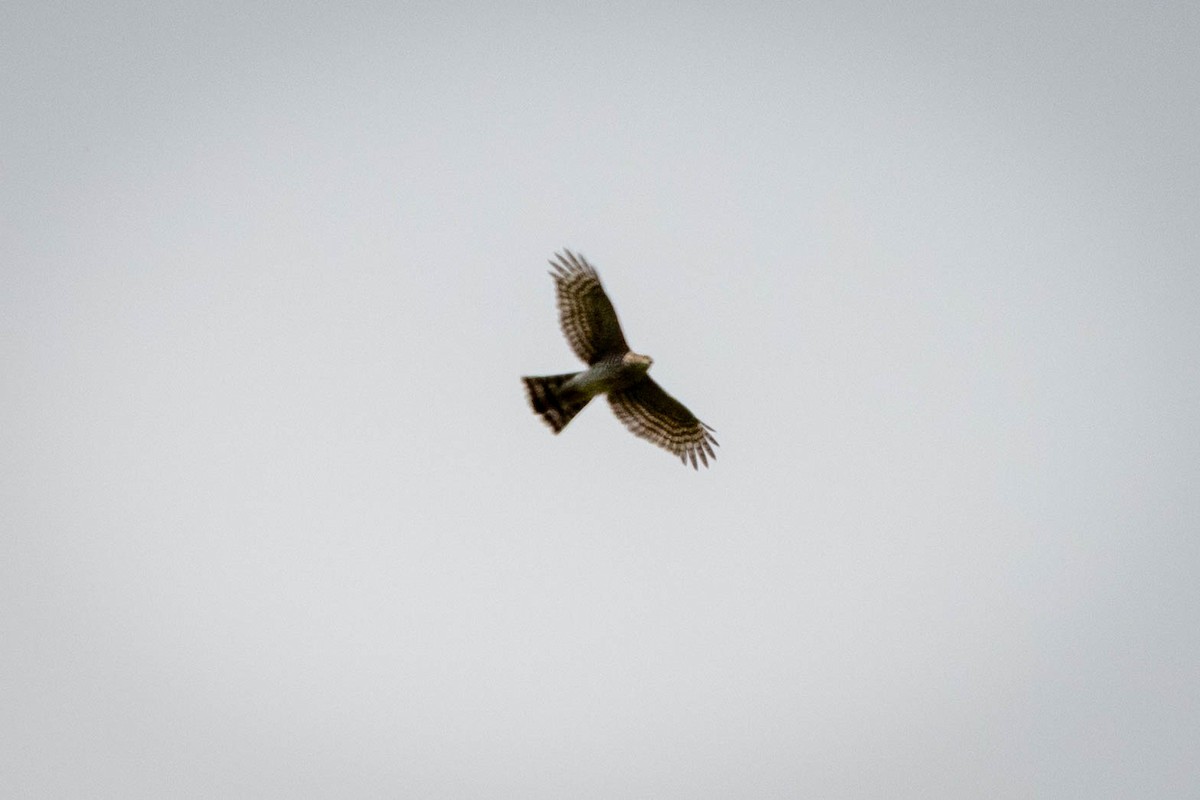 Sharp-shinned Hawk - ML641527643