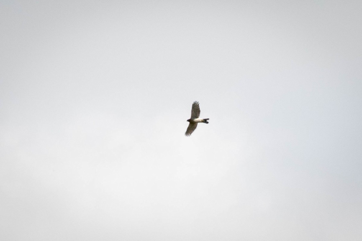 Cooper's Hawk - ML641527670