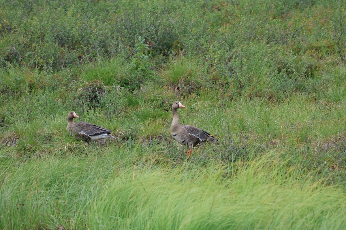 Greater White-fronted Goose - ML641527691