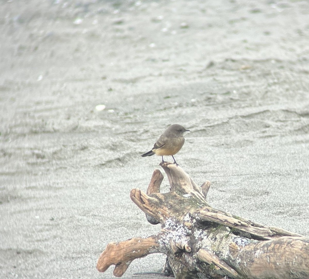 Say's Phoebe - ML641527692