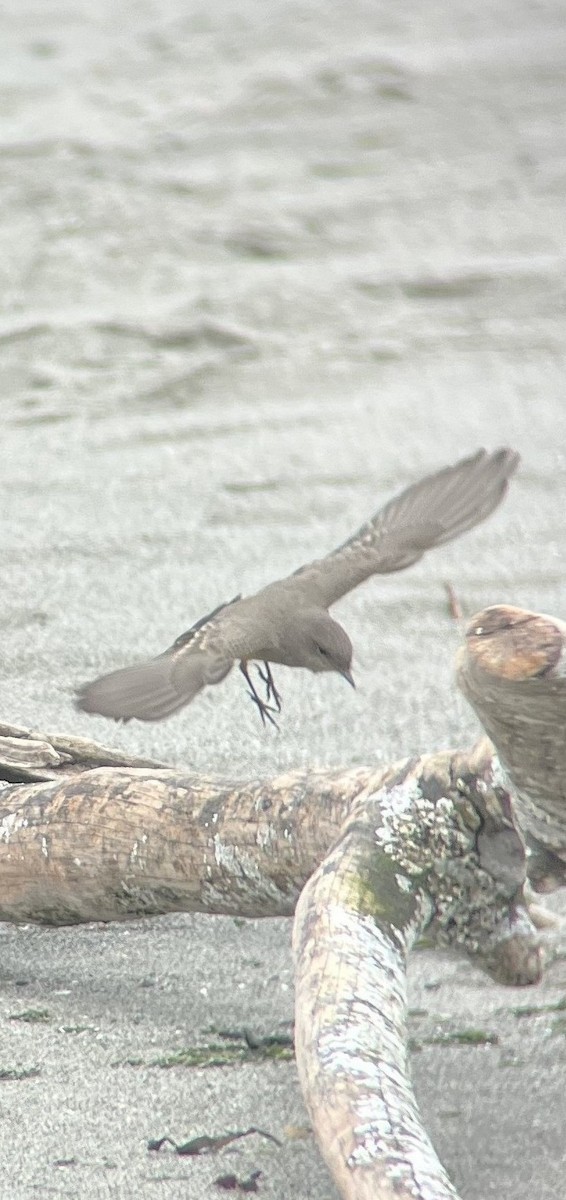 Say's Phoebe - ML641527697