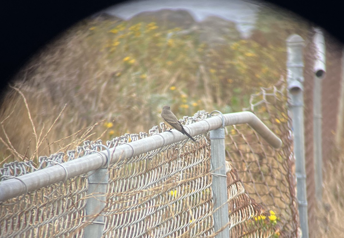 Say's Phoebe - ML641527701