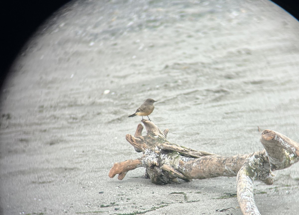 Say's Phoebe - ML641527704