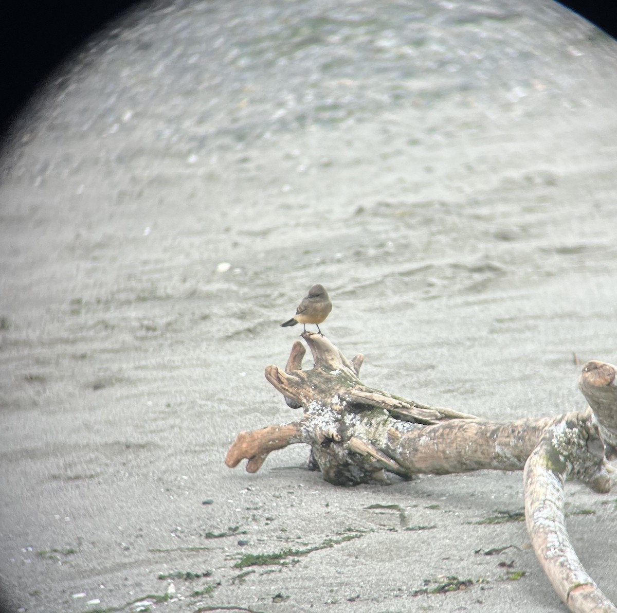 Say's Phoebe - ML641527715