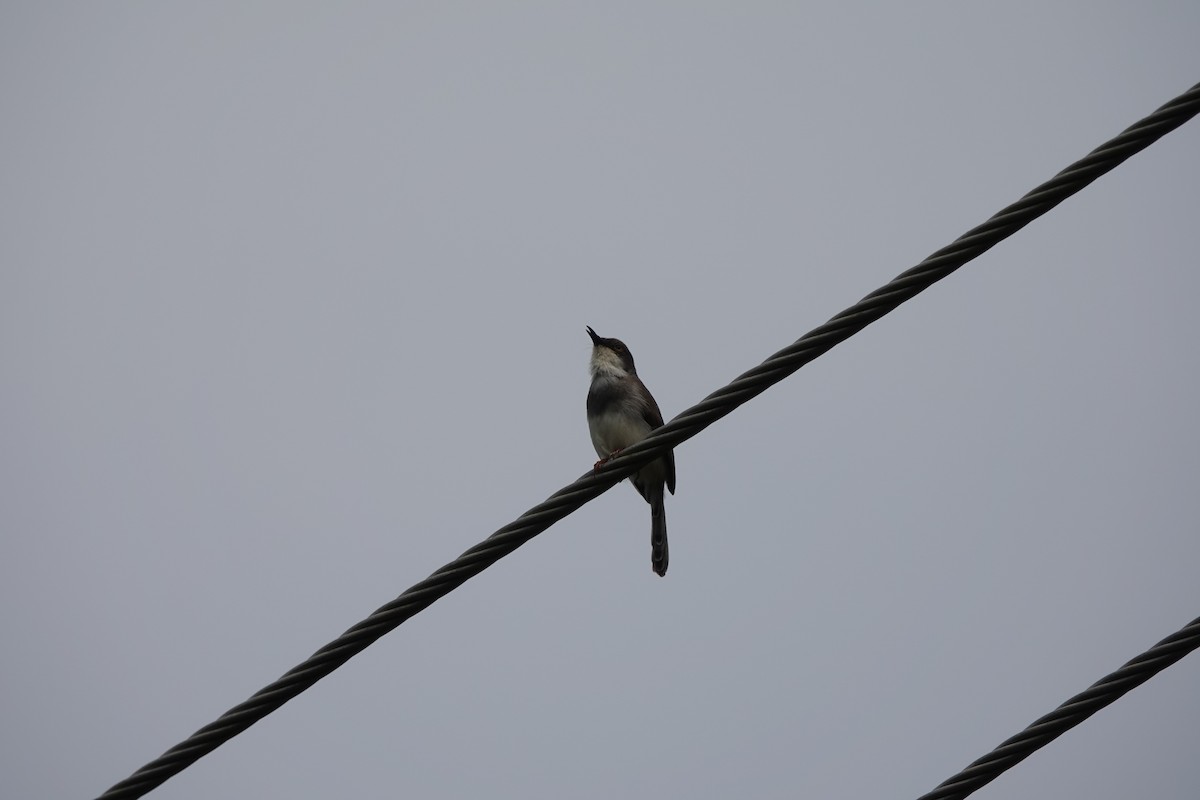 Gray-breasted Prinia - ML641527723