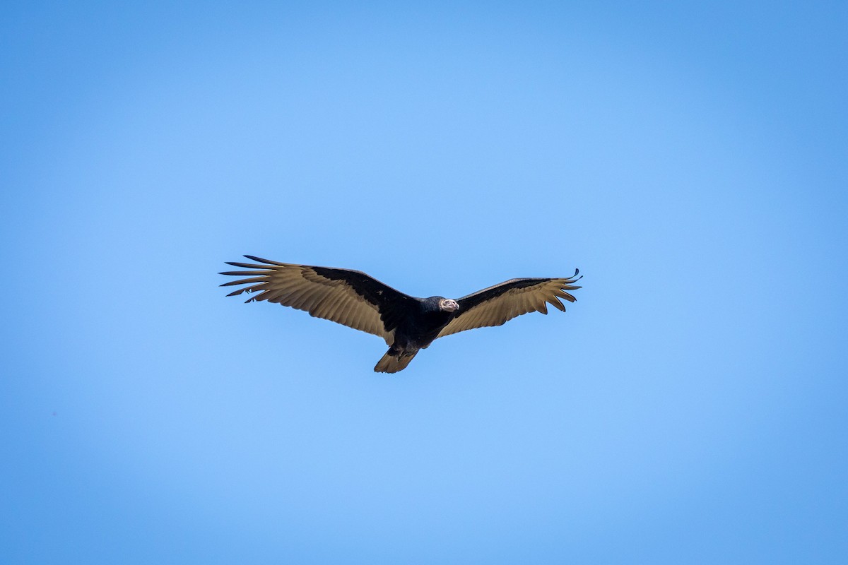 Turkey Vulture - ML641527749