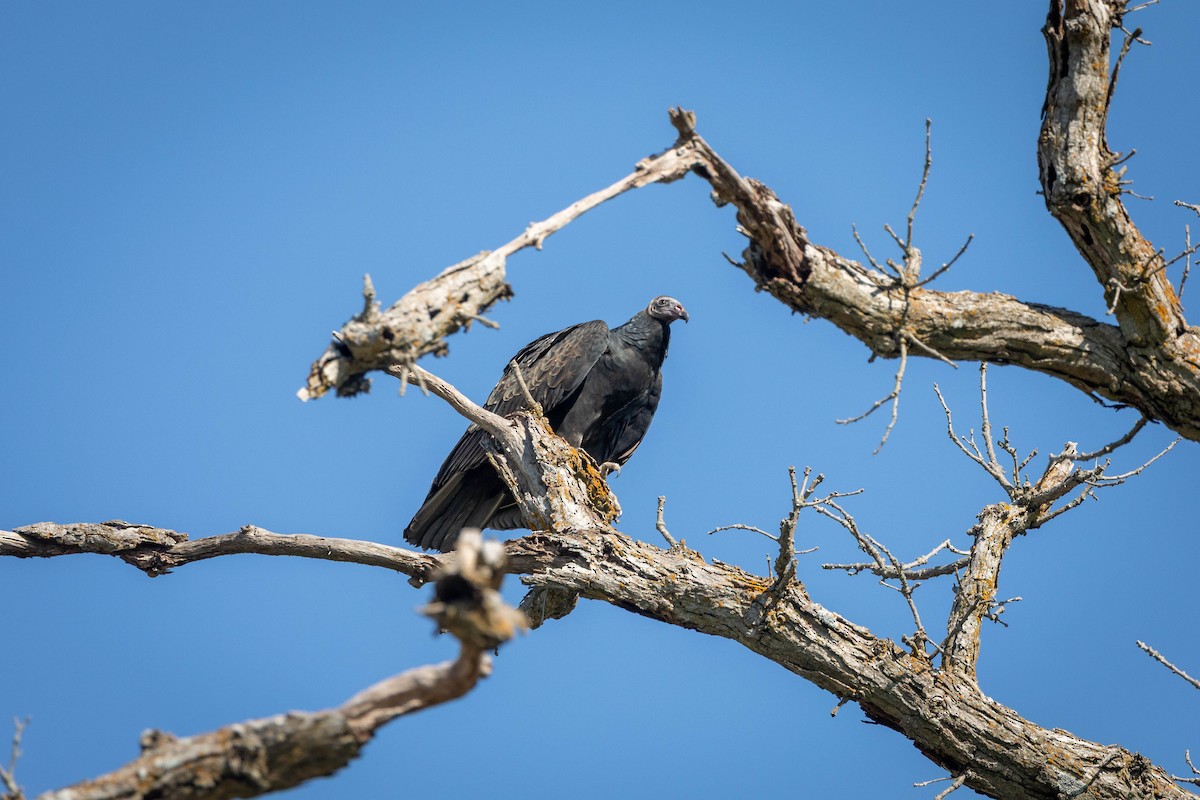 Turkey Vulture - ML641527750