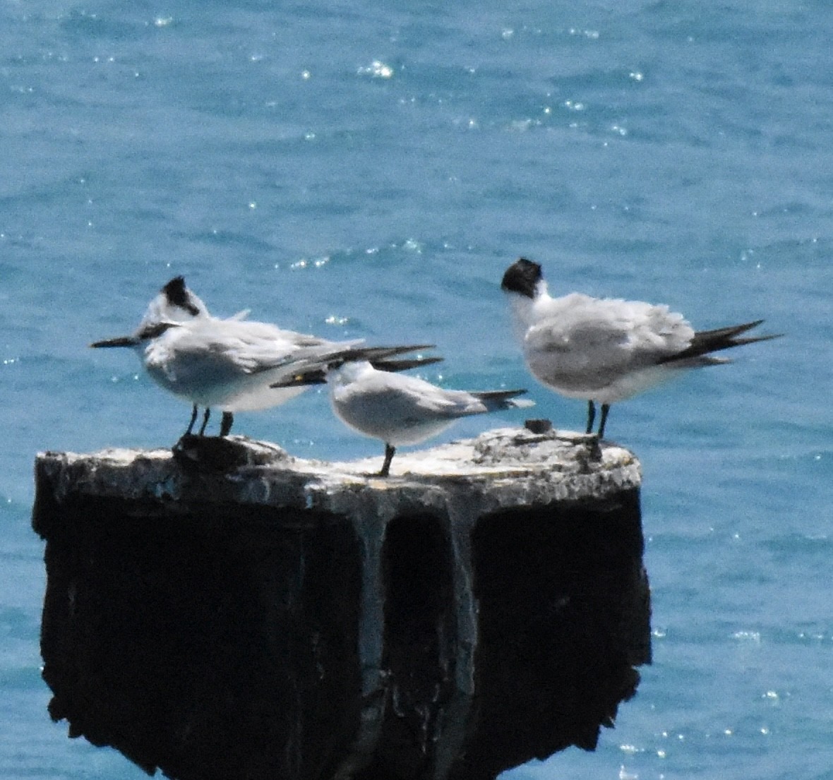 Sandwich Tern - ML641527753