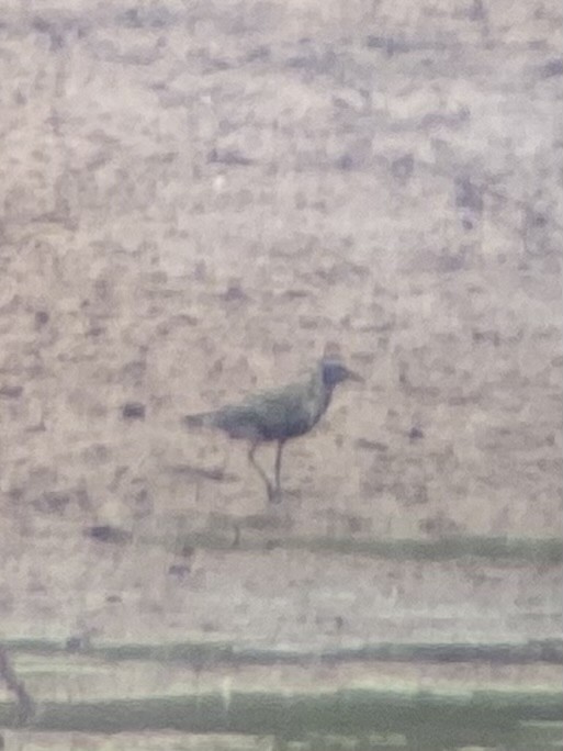 American Golden-Plover - ML641527761