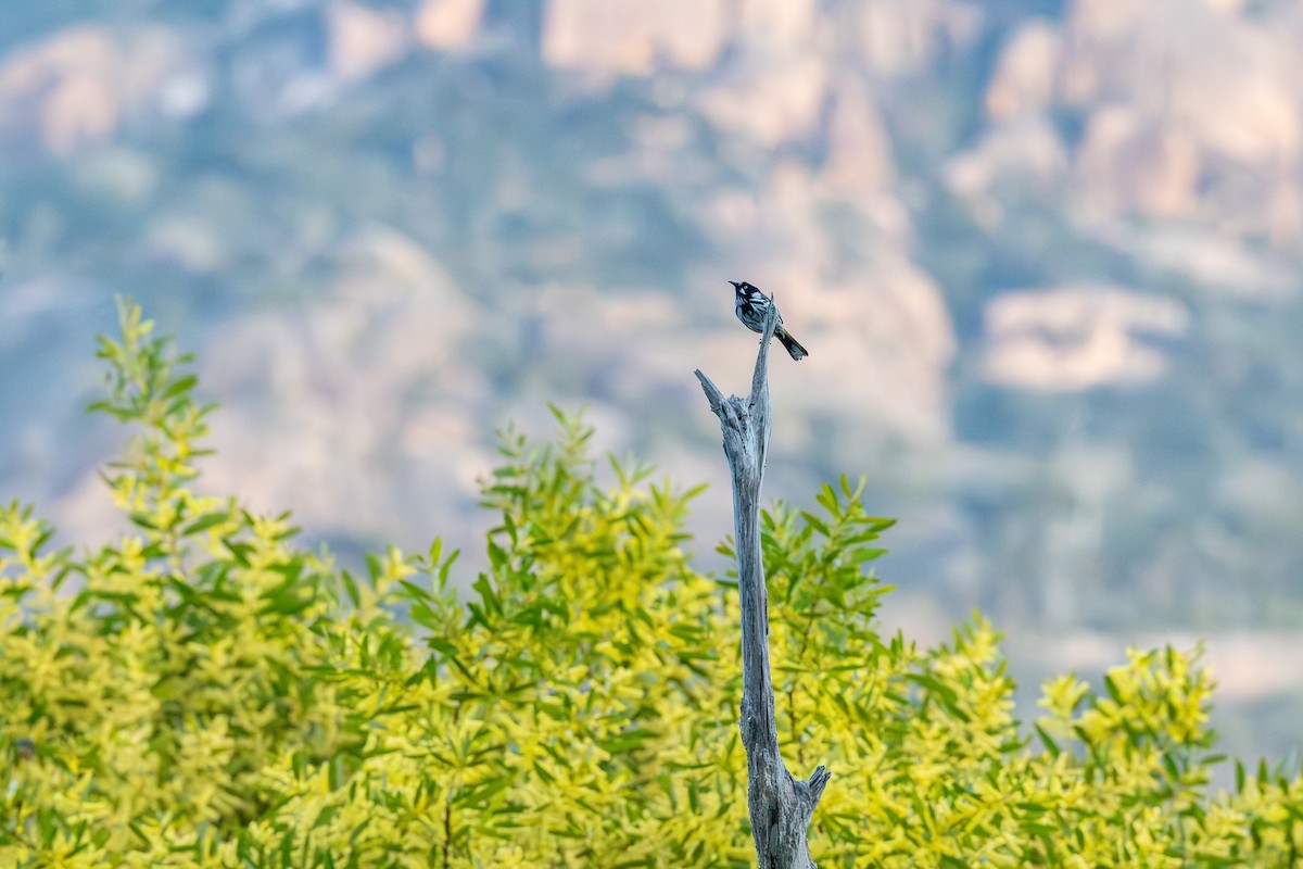 New Holland Honeyeater - ML641527762