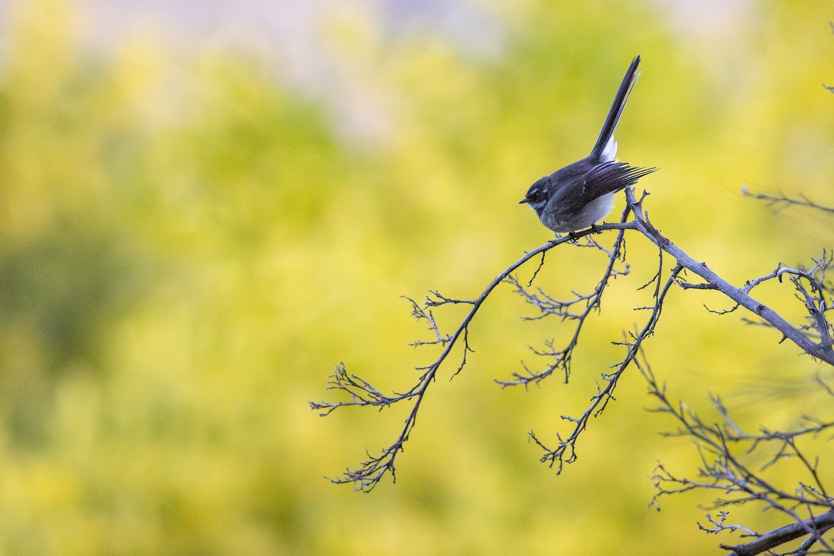 Gray Fantail - ML641527769