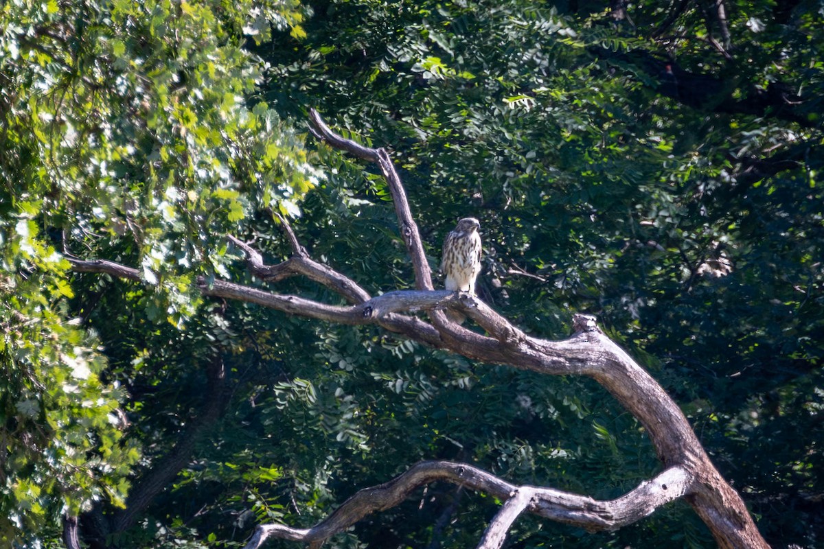 Red-shouldered Hawk - ML641527770