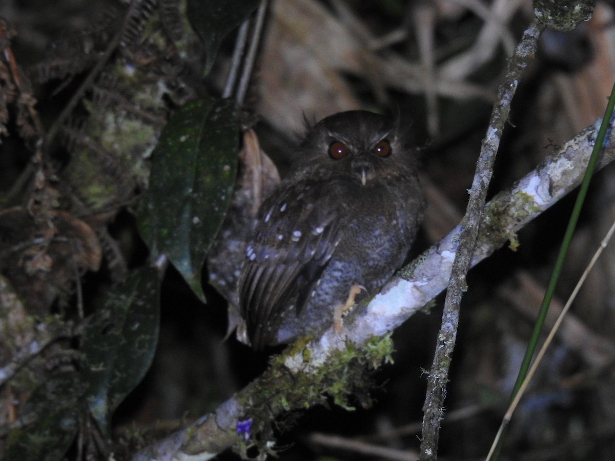 Long-whiskered Owlet - ML641527778