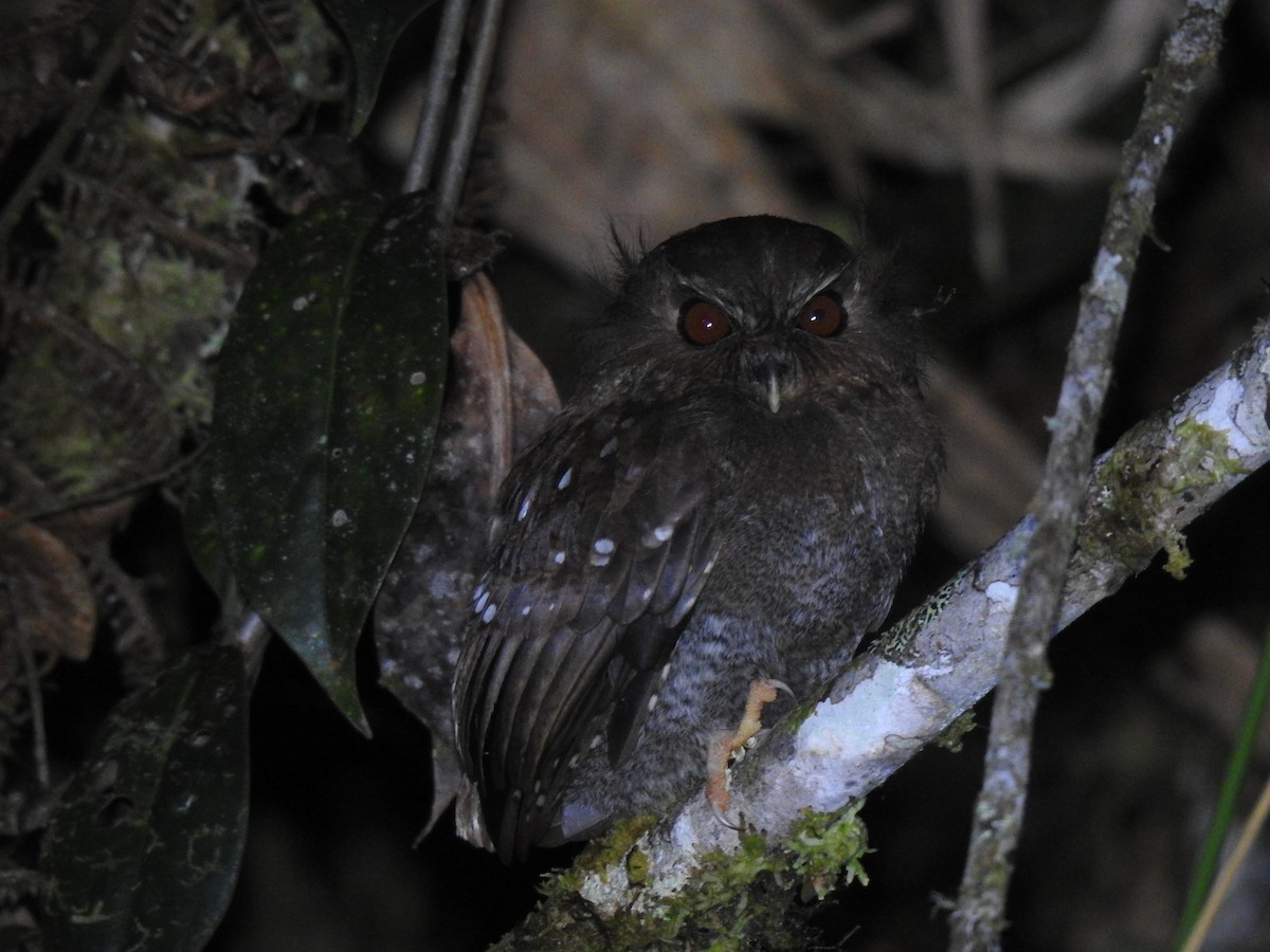 Long-whiskered Owlet - ML641527779