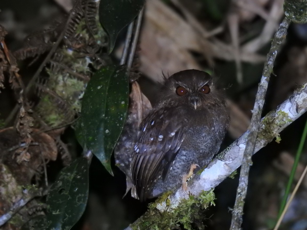 Long-whiskered Owlet - ML641527781