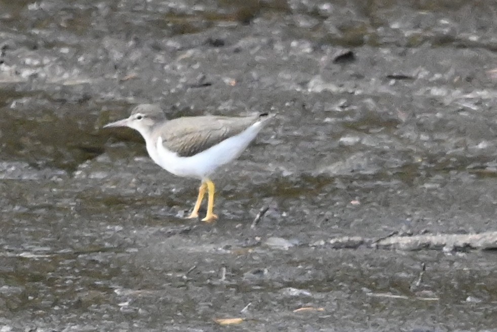 Spotted Sandpiper - ML641527787