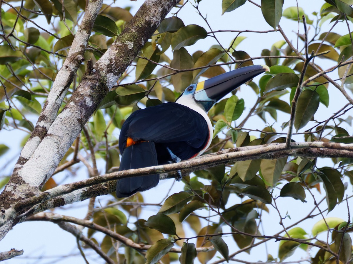 White-throated Toucan - ML641527830