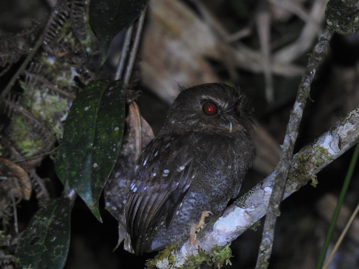 Long-whiskered Owlet - ML641527849
