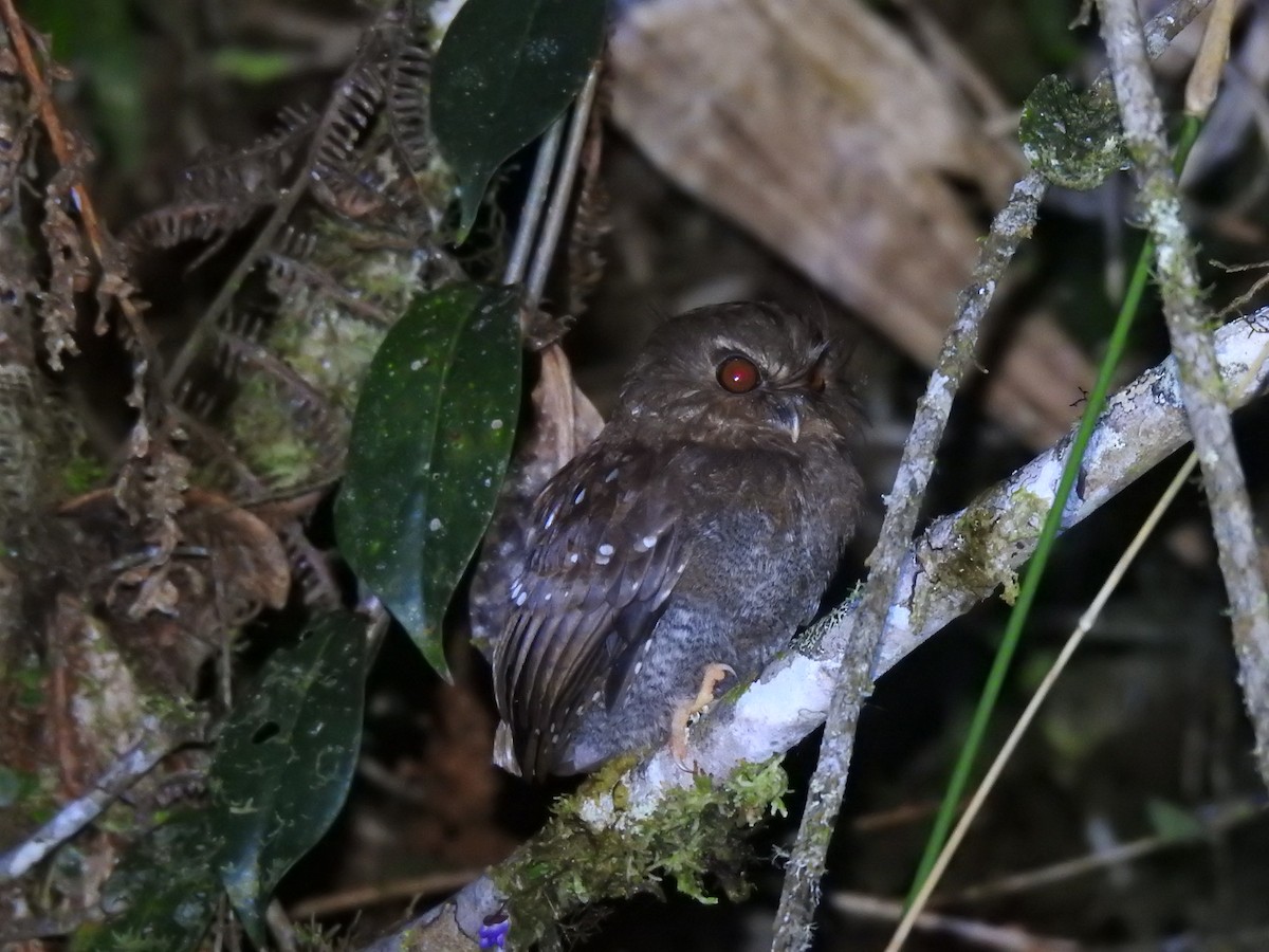 Long-whiskered Owlet - ML641527850