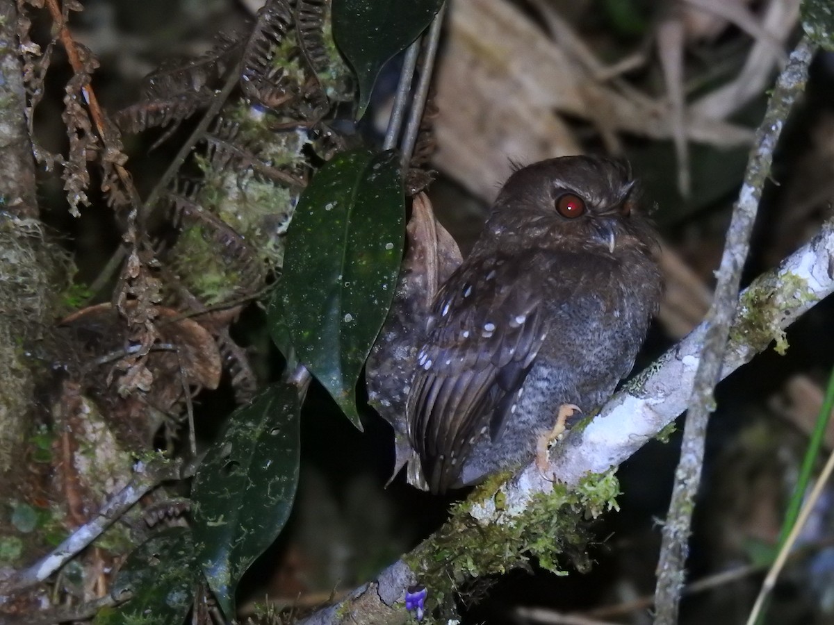 Long-whiskered Owlet - ML641527851