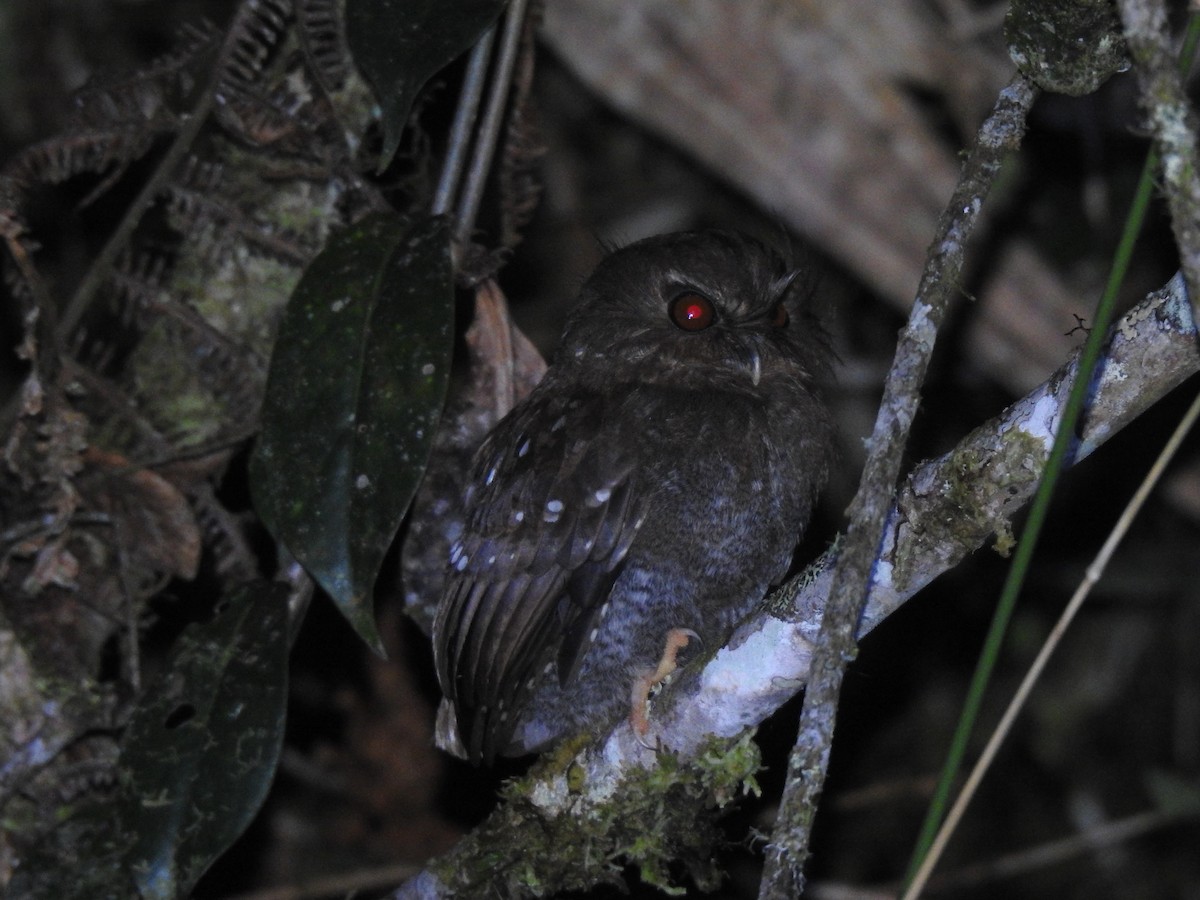 Long-whiskered Owlet - ML641527853