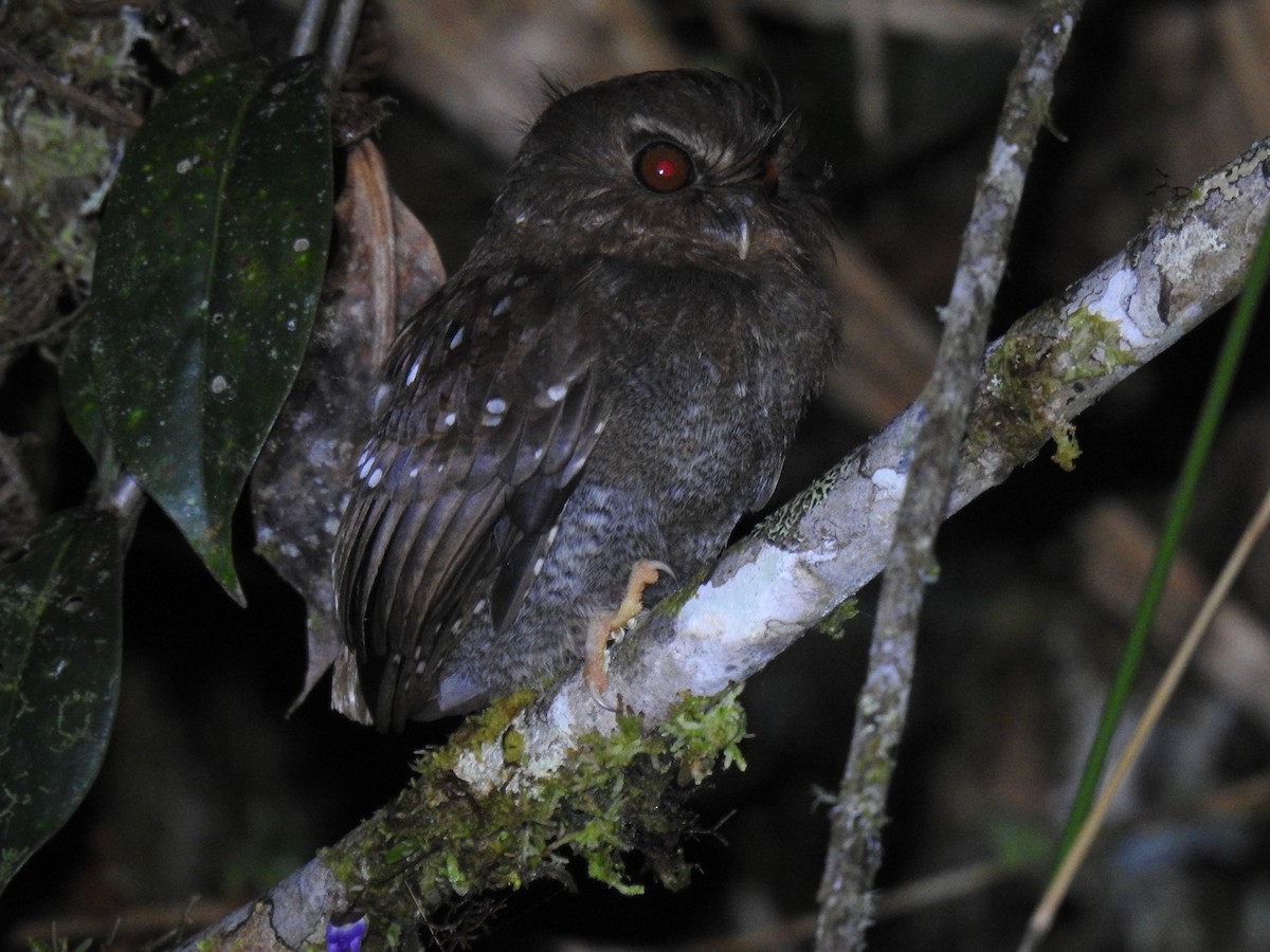 Long-whiskered Owlet - ML641527855