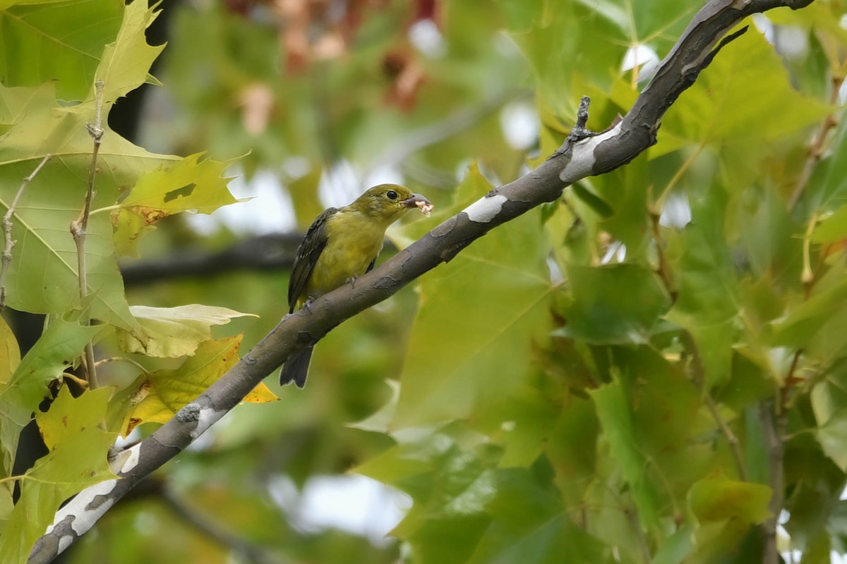 Scarlet Tanager - ML641527874