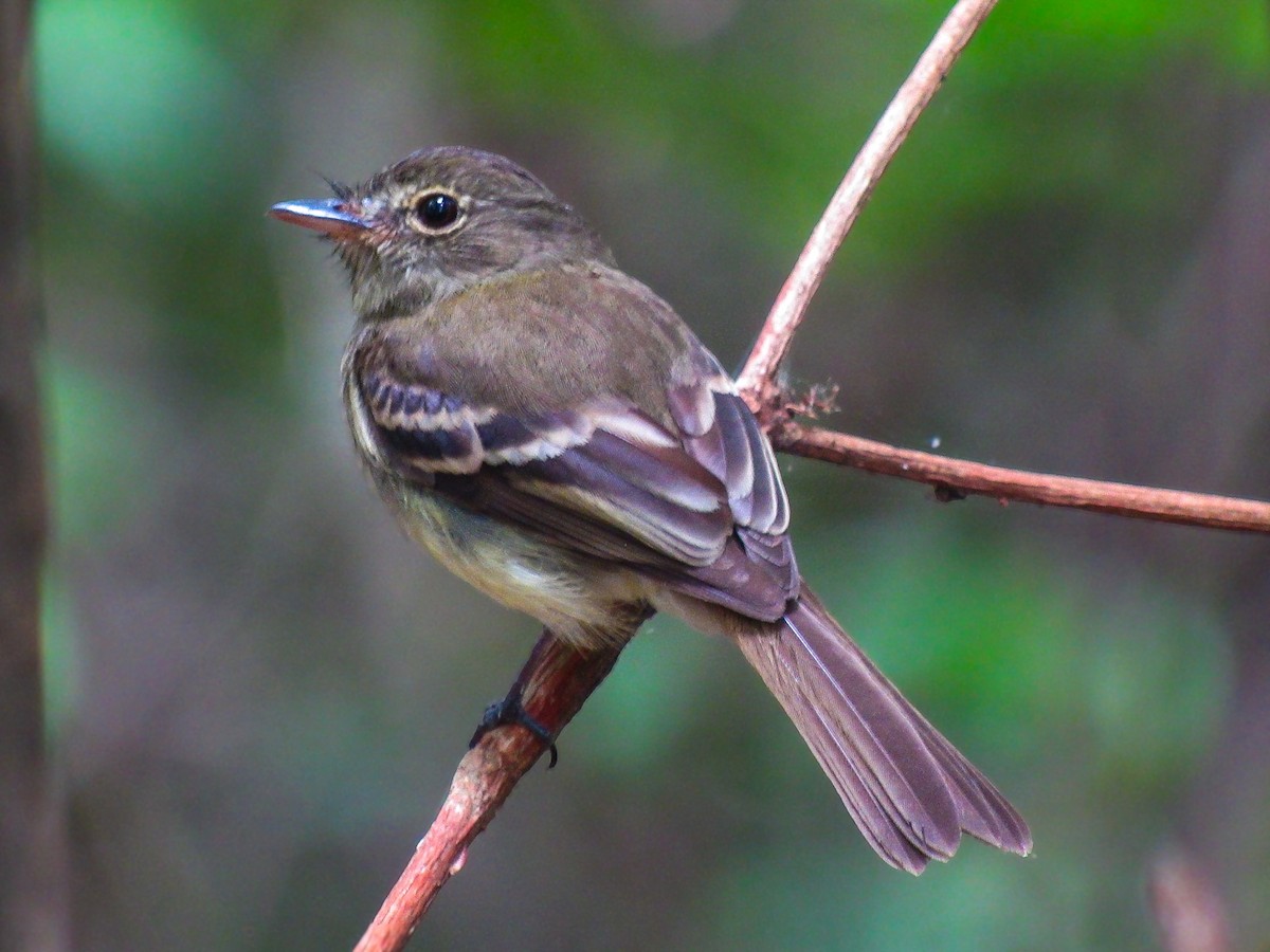 Euler's Flycatcher - ML641527949