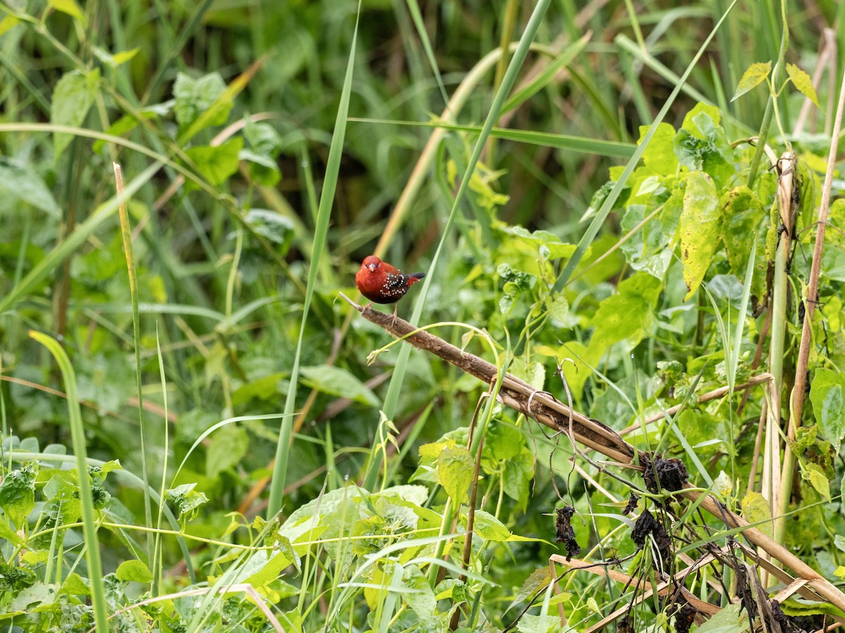 Red Avadavat - ML641527964