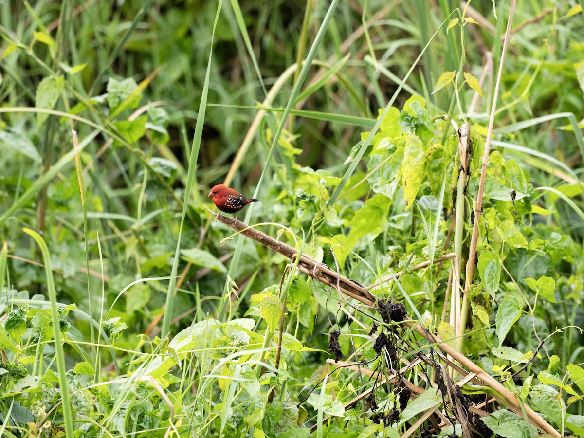 Red Avadavat - ML641527966