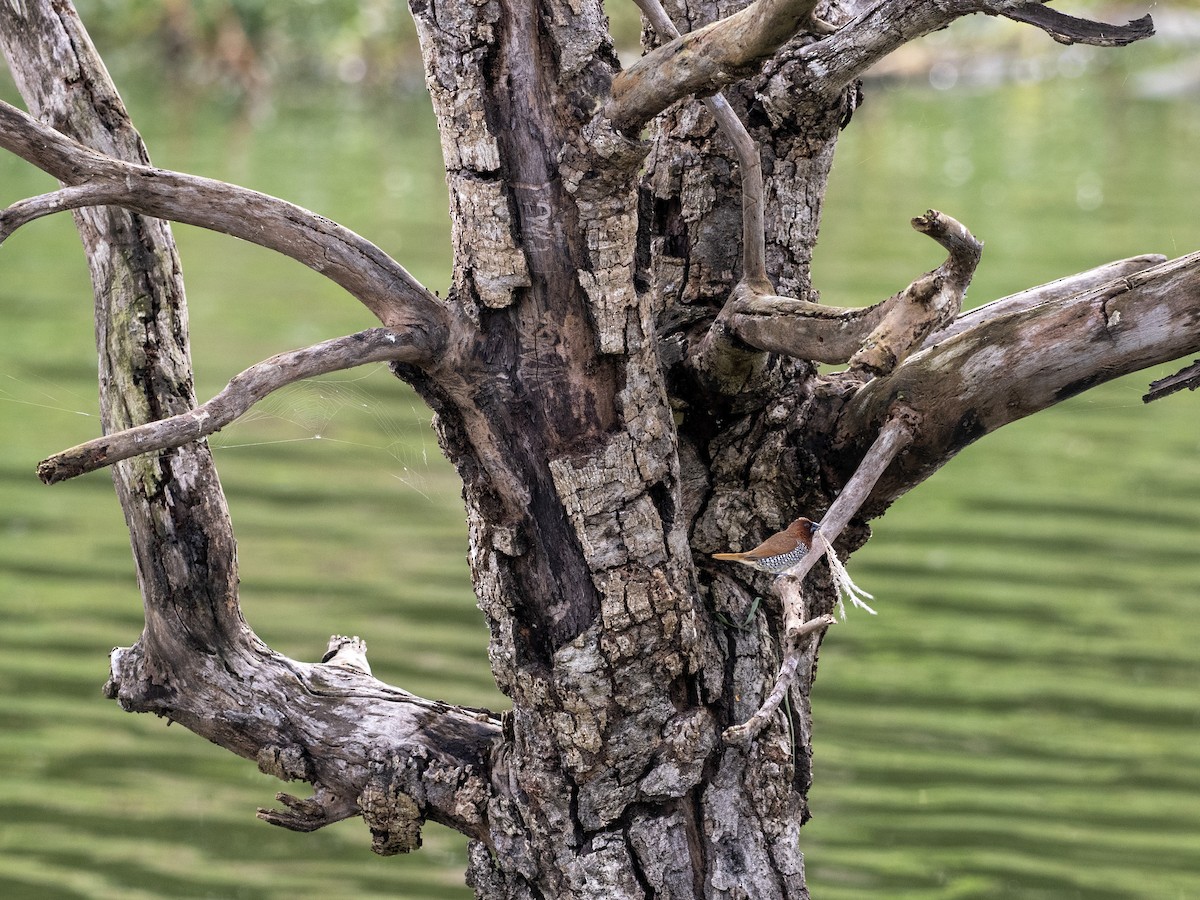 Scaly-breasted Munia - ML641527977