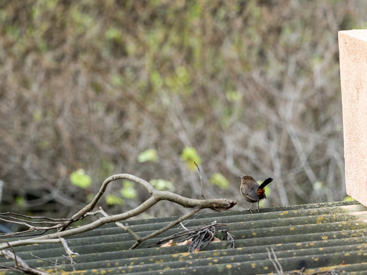 Indian Robin - ML641527982