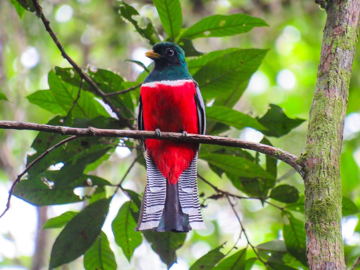 Trogon rosalba - ML641528001