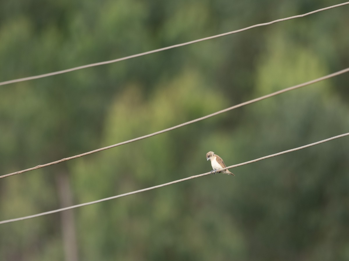 Indian Silverbill - ML641528002