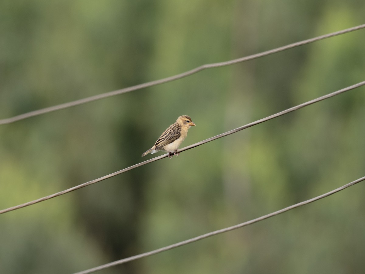 Baya Weaver - ML641528016
