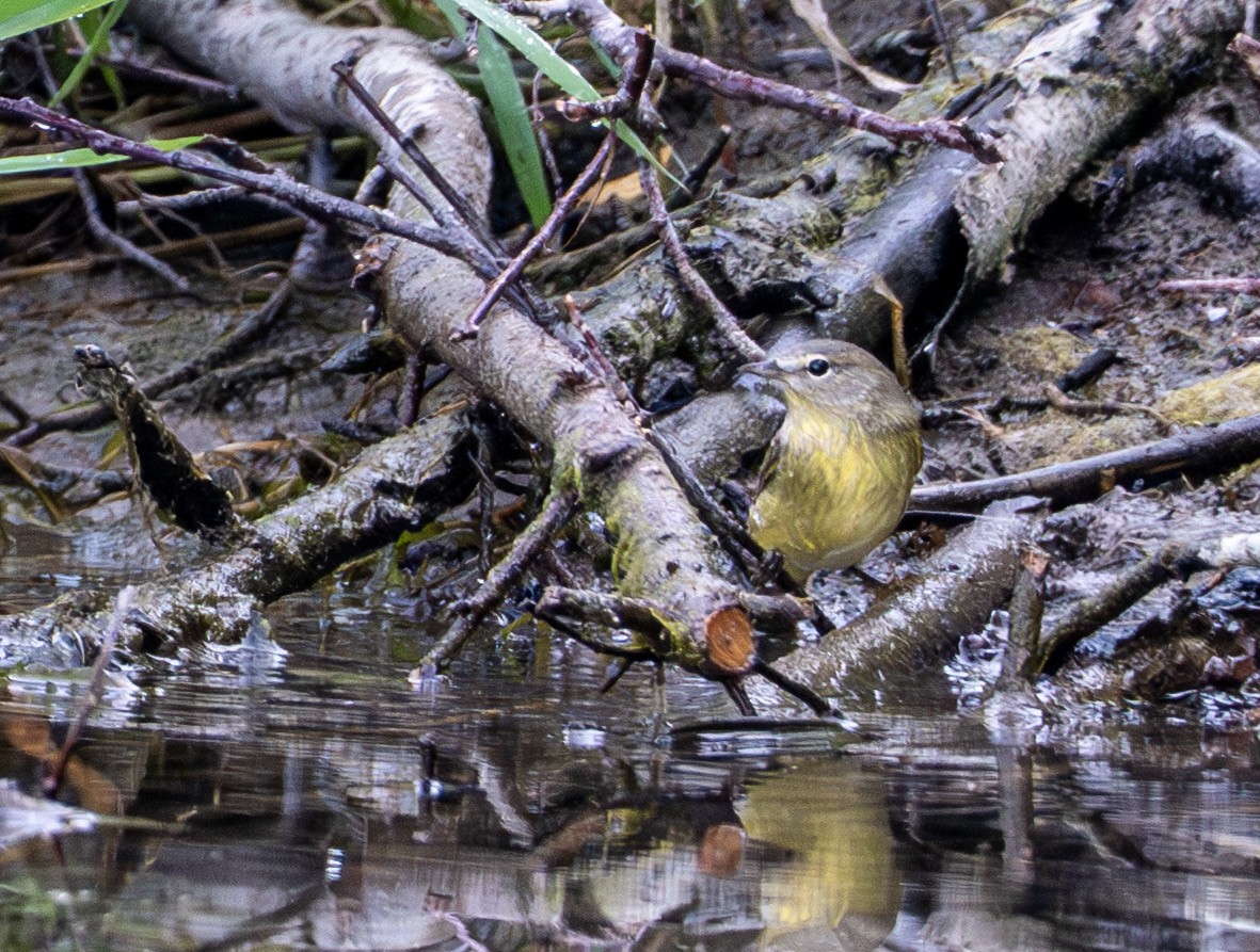 Orange-crowned Warbler - ML641528020