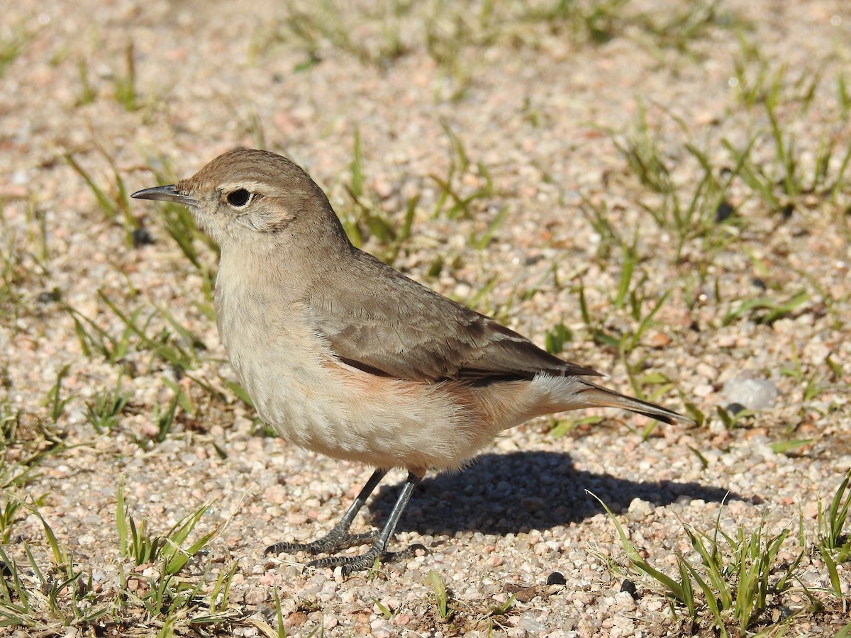 Rufous-banded Miner - ML641528032