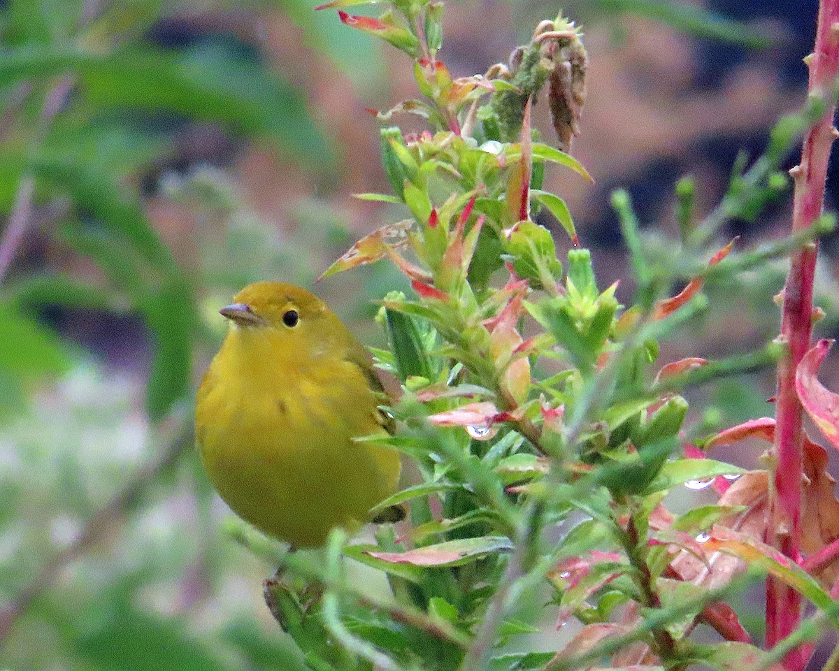 Yellow Warbler - ML641528034