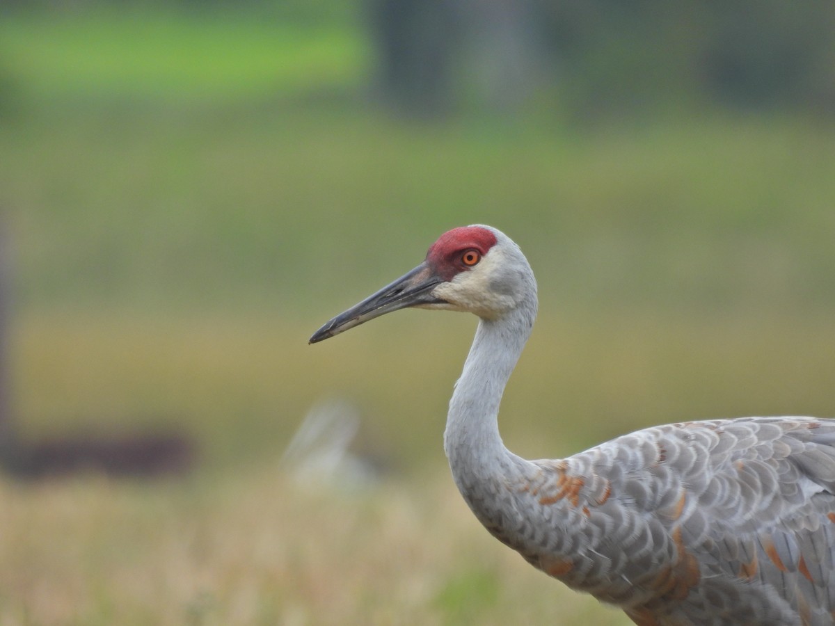 Sandhill Crane - ML641528038