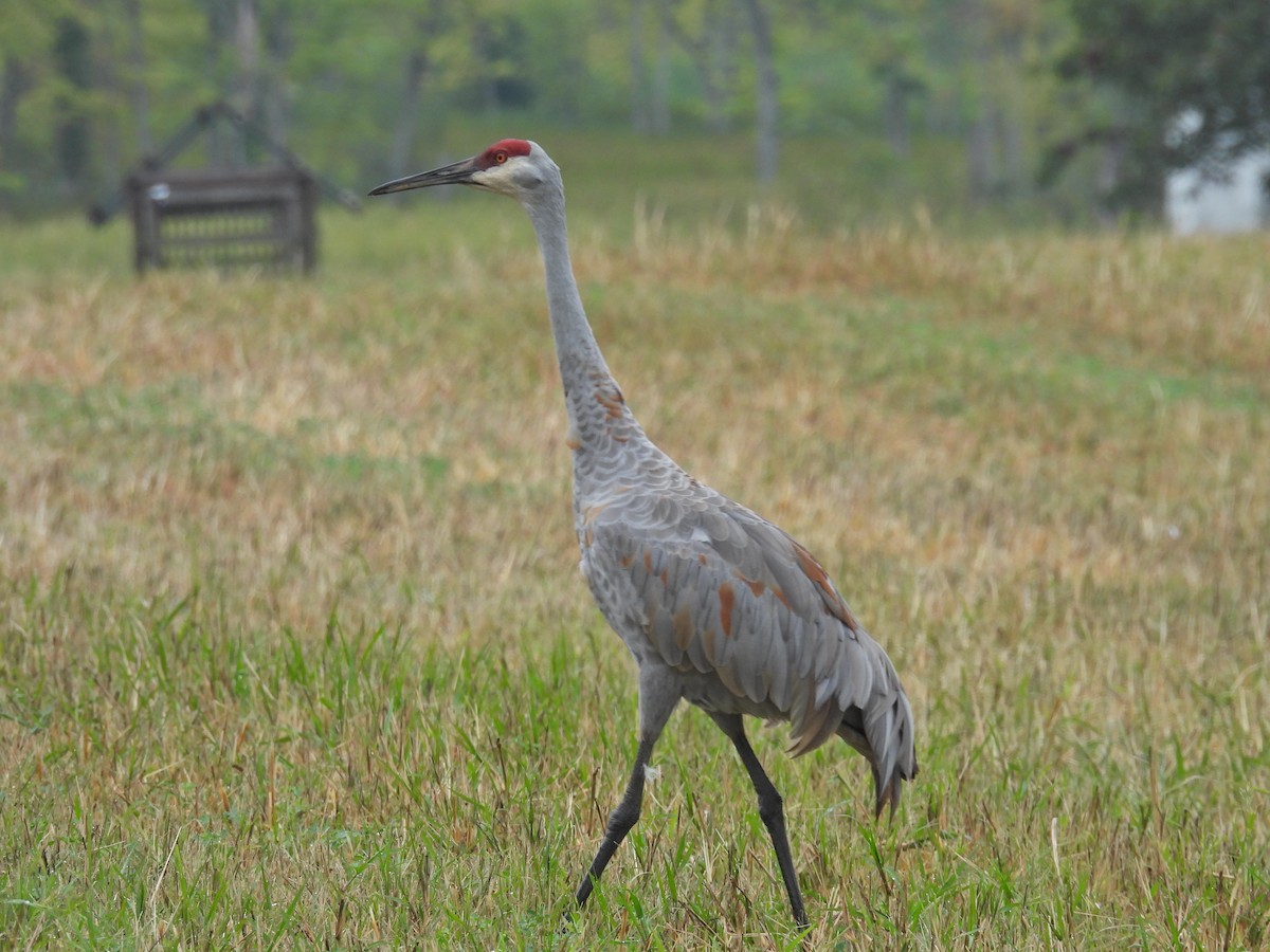 Sandhill Crane - ML641528039