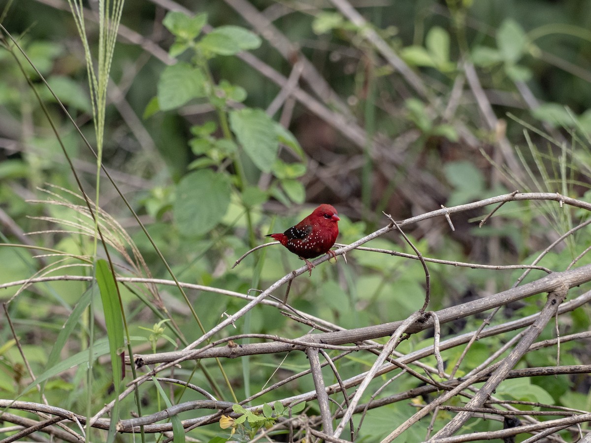 Red Avadavat - ML641528053