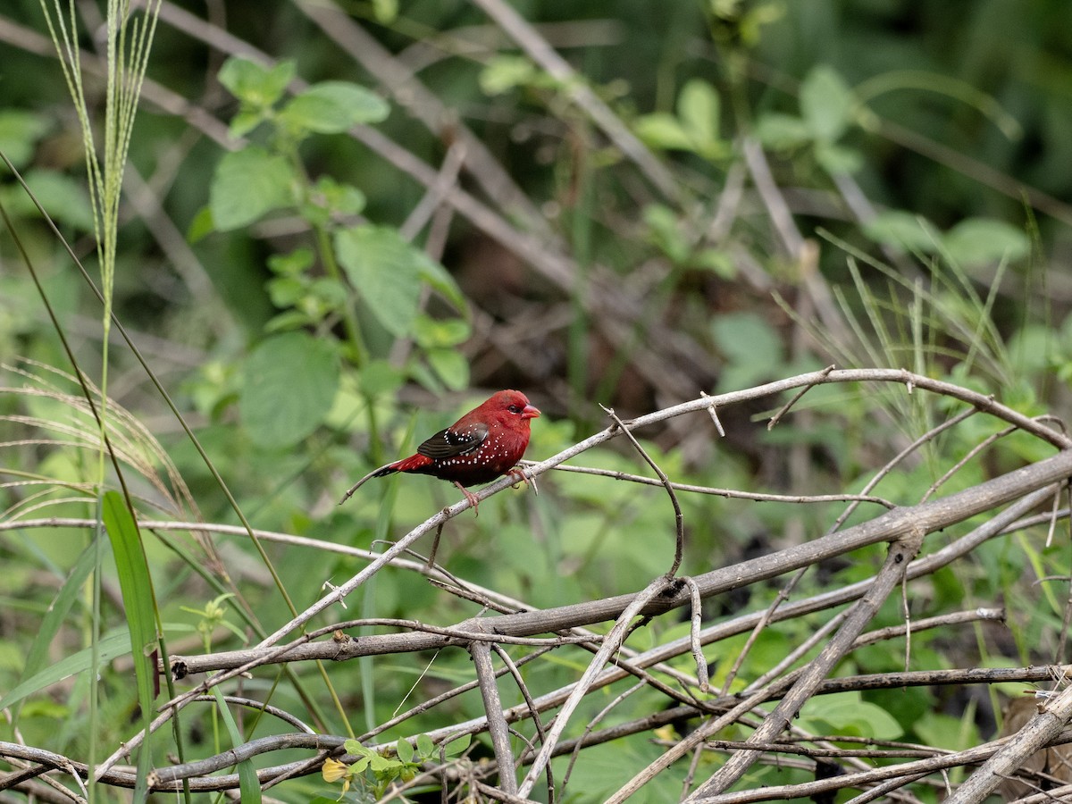 Red Avadavat - ML641528054